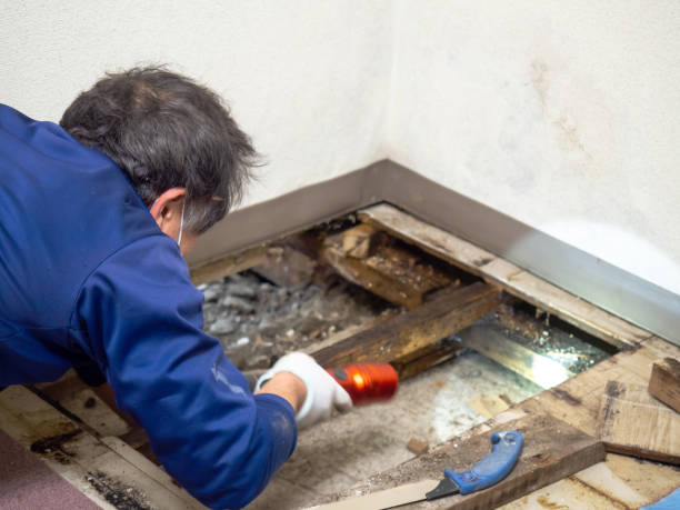 Best Black Mold Remediation in Williston Highlands, FL