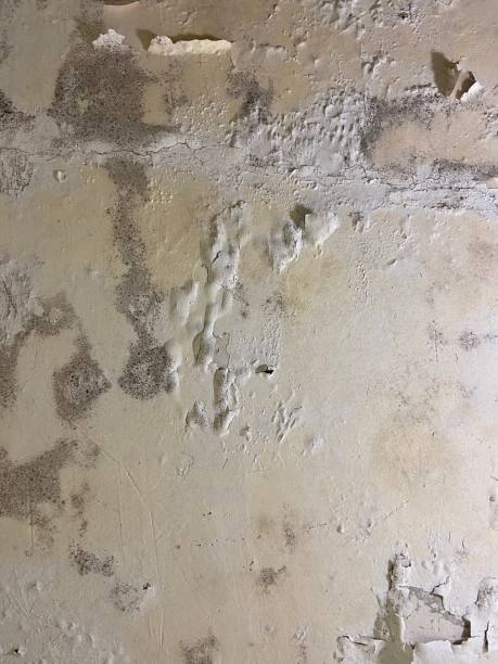 Best Commercial Mold Remediation in Williston Highlands, FL